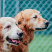 Deux goldens retriever