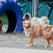 Berger austraien et goldendoodle