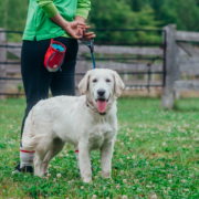 Golden retriever en laisse