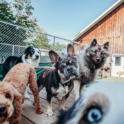 Jeux entre chiens