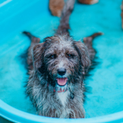 Chien dans la piscine