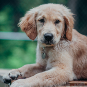 Chiot golden retriever