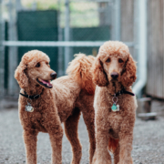 caniche et goldendoodle