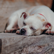 Petit chien qui dort