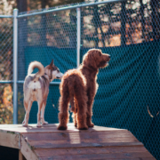 Goldendoodle et husky