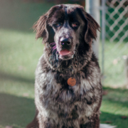 chien Terre-neuve