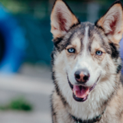 Husky sibérien