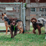 Parcs à chiens